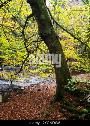 Herbstlicher Baum, der über dem Nidd River in Nidd Gorge Woods Knaresborough North Yorkshire England hängt Stockfoto