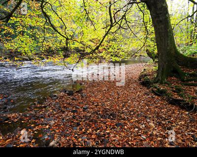 Herbstlicher Baum, der über dem Nidd River in Nidd Gorge Woods Knaresborough North Yorkshire England hängt Stockfoto