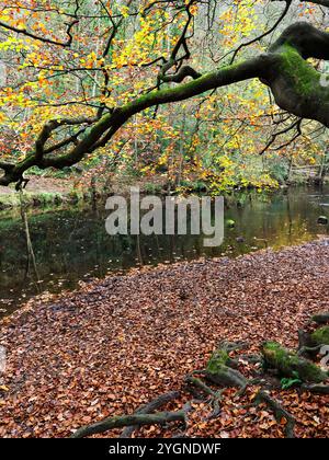 Gefallene Blätter und Bäume, die den Nidd River überragen, in Nidd Gorge Woods Knaresborough North Yorkshire England Stockfoto