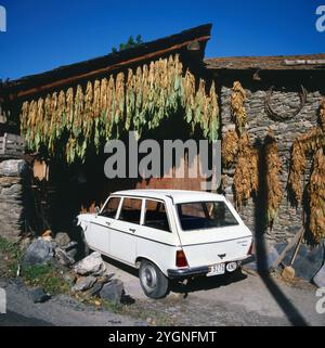 Unter trocknenden Tabakblättern stehen ein 1970er Jahre Peugeot Rapid Kombi in einer Garageneinfahrt in Andorra, um 1985. Stockfoto