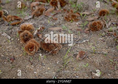 Stachelige Kastaniengräser liegen verstreut auf dem Boden, frisch von Bäumen gefallen, umgeben von Erdboden und Herbstlaub Stockfoto