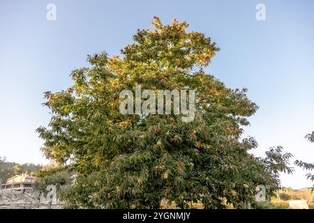 Ein üppiger Kastanienbaum voller reifer Grate steht hoch in einer ländlichen Landschaft, bereit für die Herbsternte Stockfoto