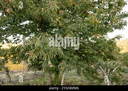 Ein üppiger Kastanienbaum voller reifer Grate steht hoch in einer ländlichen Landschaft, bereit für die Herbsternte Stockfoto