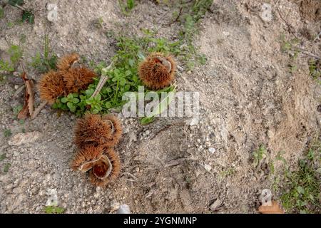 Stachelige Kastaniengräser liegen verstreut auf dem Boden, frisch von Bäumen gefallen, umgeben von Erdboden und Herbstlaub Stockfoto