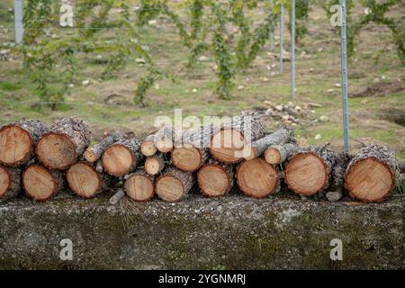 Ein Stapel frisch geschnittener Stämme liegt auf einer Steinmauer in ländlicher Umgebung und zeigt detaillierte Holzmaserung und Rindenstruktur vor dem Hintergrund eines Weinbergs Stockfoto