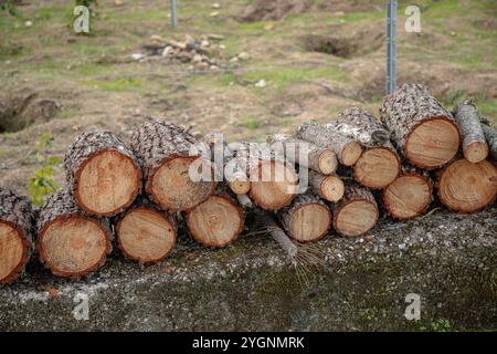 Ein Stapel frisch geschnittener Stämme liegt auf einer Steinmauer in ländlicher Umgebung und zeigt detaillierte Holzmaserung und Rindenstruktur. Stockfoto