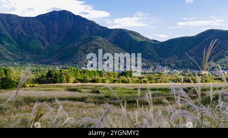 Bei meinem Besuch in den Sengokuhara Silver Grass Fields am Nordhang des Mt. Hakone in der Präfektur Kanagawa, Japan, ich kam kurz vor Sonnenaufgang an Stockfoto