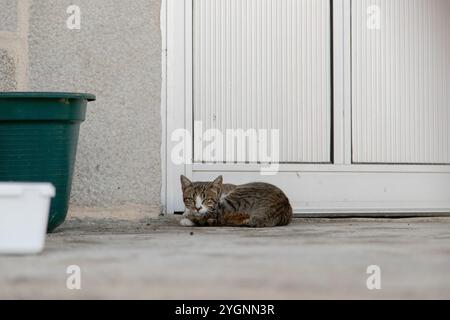 Eine Tabbykatze ruht auf einer Beton-Veranda neben einer weißen Tür Stockfoto