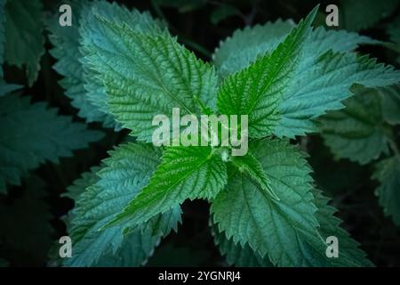 Urtica dioica. Brennnessel, Brennnessel brennen. Büsche der Brennessel. Frische Brennnesselblätter. Draufsicht. Botanisches Muster. Grüne Brennnessel Stockfoto