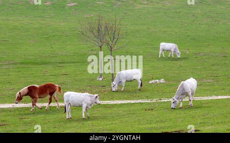 Braunes haflinger-Pferd und weißes Chianina-Vieh weiden auf einer grünen Weide auf einem Bauernhof in der toskana, italien Stockfoto