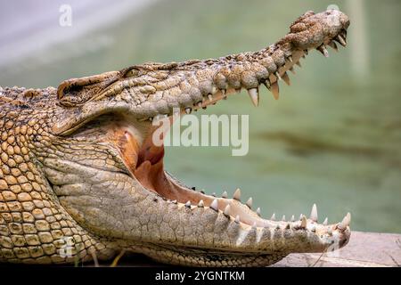 Das Salzwasserkrokodil (Crocodylus porosus) ist ein Krokodil, das in Salzwasserhabitaten und Brackwassergebieten an der Ostküste Indiens beheimatet ist Stockfoto