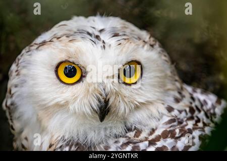 Das Nahbild der Schneeeule (Bubo scandiacus). Es ist eine große, weiße Eule der wahren Eulenfamilie. Schneeulen sind in den arktischen Regionen heimisch Stockfoto