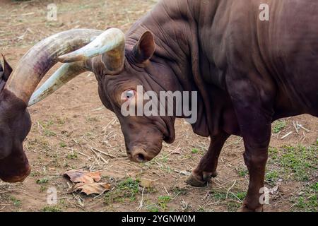 Die Ankole-Watusi ist eine moderne amerikanische Rasse von Hausrindern. Es stammt aus der Ankole Gruppe von Sanga Rinderrassen aus Zentralafrika. Stockfoto