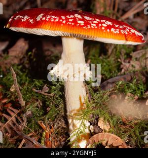 Amanita muscaria, auch bekannt als Fliegenpilz oder Fliegenpilz. Ein roter Pilz, der mitten im Moos wächst. Stockfoto