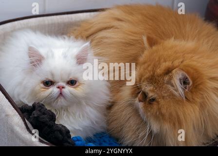 Zwei persische Hauskatzen, eine weiße und eine beige. Stockfoto