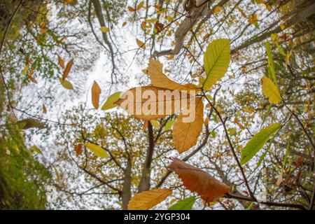 Kidderminster, Großbritannien. November 2024. Wetter in Großbritannien: Die letzten Blätter fallen an einem anderen trockenen, aber bewölkten Herbsttag von Bäumen. Quelle: Lee Hudson/Alamy Live News Stockfoto