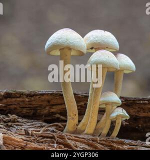 Kidderminster, Großbritannien. November 2024. Wetter in Großbritannien: Nur die einheimischen Pilze scheinen das bewölkte, feuchte, stumpfsinnige Wetter zu genießen, da Pilze in feuchter, verrottender Baumrinde gedeihen. Quelle: Lee Hudson/Alamy Live News Stockfoto