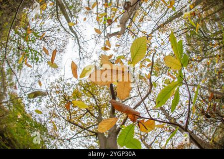 Kidderminster, Großbritannien. November 2024. Wetter in Großbritannien: Die letzten Blätter fallen an einem anderen trockenen, aber bewölkten Herbsttag von Bäumen. Quelle: Lee Hudson/Alamy Live News Stockfoto
