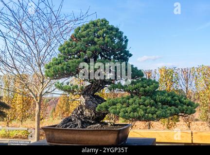 bonsai tomate minibel Saatgut Cherrytomate 'Minibel' - Lycopersicon lycopersicum minibel main image 0