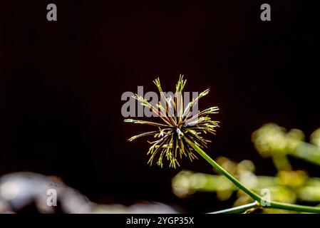 Spanische Nadeln ( Bidens pilosa ) Kampala Uganda Stockfoto