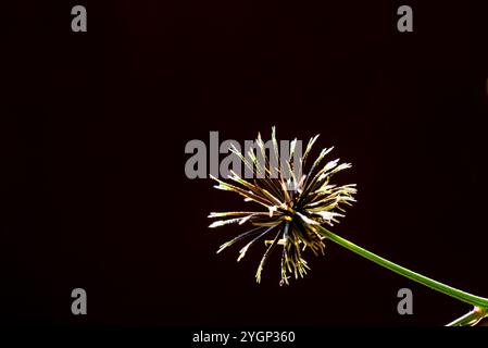 Spanische Nadeln ( Bidens pilosa ) Kampala Uganda Stockfoto