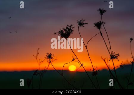 Insekten fliegen in der Nähe der Blütenstände trockener Kräuter auf der Wiese gegen orange-violetten Sonnenuntergang. Selektiver Fokus Stockfoto
