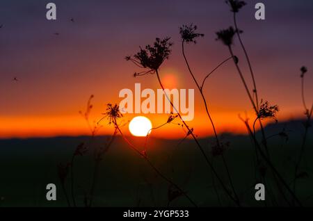 Insekten fliegen in der Nähe der Blütenstände trockener Kräuter auf der Wiese gegen orange-violetten Sonnenuntergang. Selektiver Fokus Stockfoto