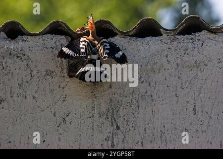 Eurasischen wiedehopf Upupa epops im Nest in der Nähe von Nationalpark Kiskunsag Tiszaalpar südliche Tiefebene in Ungarn Stockfoto