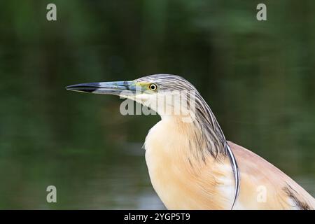 Squacco heron Ardeola ralloides Kiskunsag Nationalpark in der Nähe von Ungarn Juni 2017 Tiszaalpar Stockfoto