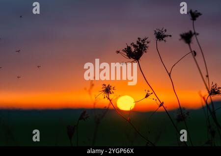 Insekten fliegen in der Nähe der Blütenstände trockener Kräuter auf der Wiese gegen orange-violetten Sonnenuntergang. Selektiver Fokus Stockfoto