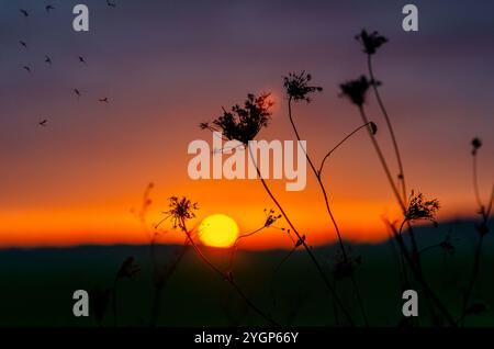 Insekten fliegen in der Nähe der Blütenstände trockener Kräuter auf der Wiese gegen orange-violetten Sonnenuntergang. Selektiver Fokus Stockfoto