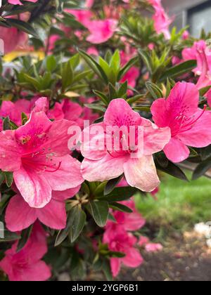 Leuchtend rosa Azaleen in voller Blüte, umgeben von üppig grünem Laub, das die Schönheit der Natur zeigt. Stockfoto