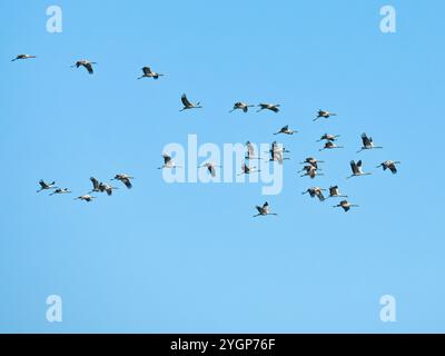 Herde von Common Crane (Grus grus) im Flug bei WWT Welney, Norfolk, England Stockfoto