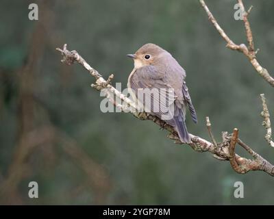 Juvenile Rotbrust Flycatcher (Ficedula parva), Quendale, South Mainland Shetland, Shetland Stockfoto