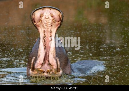 Ein großes Nilpferd mit offenem Mund, wenn es aus dem Wasser in einem Wasserloch im Schotia Game Reserve, Eastern Cape, Südafrika, austritt Stockfoto