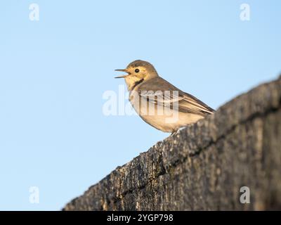 Juvenile White Wagtail (Motacilla alba) Calling, Sumburgh, South Mainland Shetland, Shetland Stockfoto