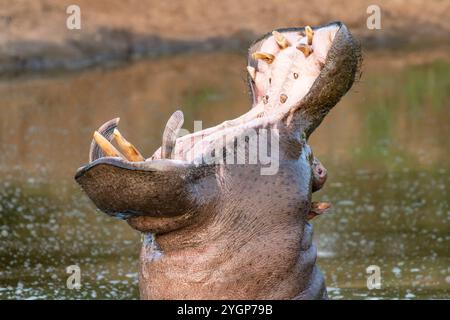 Ein großes Nilpferd mit offenem Mund, wenn es aus dem Wasser in einem Wasserloch im Schotia Game Reserve, Eastern Cape, Südafrika, austritt Stockfoto