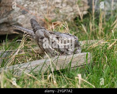 Europäische Nachtschnecke (Caprimulgus europaeus) auf dem Boden, schreien, Shetland Stockfoto