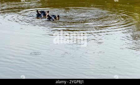 Zwei Flusspferde tauchen aus dem Wasser an einem Wasserloch im Schotia Game Reserve, Eastern Cape, Südafrika Stockfoto
