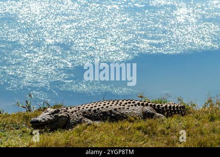 Ein Krokodil, das auf dem Gras liegt und sich in der Sonne neben einem Wasserloch im Schotia Game Reserve, Eastern Cape, Südafrika, sonnt Stockfoto