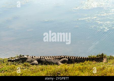 Ein Krokodil, das auf dem Gras liegt und sich in der Sonne neben einem Wasserloch im Schotia Game Reserve, Eastern Cape, Südafrika, sonnt Stockfoto