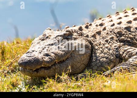 Ein Krokodil, das auf dem Gras liegt und sich in der Sonne neben einem Wasserloch im Schotia Game Reserve, Eastern Cape, Südafrika, sonnt Stockfoto