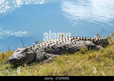 Ein Krokodil, das auf dem Gras liegt und sich in der Sonne neben einem Wasserloch im Schotia Game Reserve, Eastern Cape, Südafrika, sonnt Stockfoto