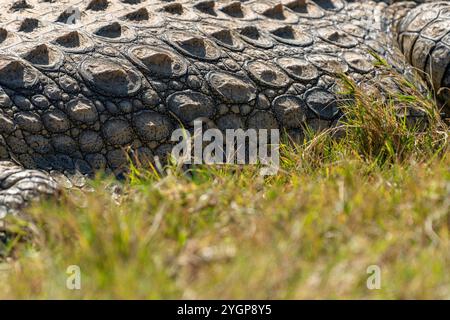 Ein Krokodil, das auf dem Gras liegt und sich in der Sonne neben einem Wasserloch im Schotia Game Reserve, Eastern Cape, Südafrika, sonnt Stockfoto