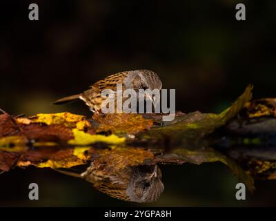 Aberystwyth, Ceredigion, Wales, Vereinigtes Königreich. November 2024. Ein kalter und windloser Herbsttag in Mitte Wales und ein paar Samen am Ende eines Gartenpools haben einige Vögel zum Füttern angezogen. Die stille Oberfläche des Teichs bietet fast perfekte Reflexionen der Vögel, die auf den gefallenen Blättern fressen. Quelle: Phil Jones/Alamy Live News Stockfoto