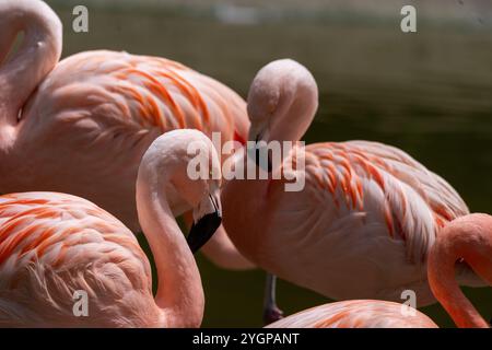 Chilenische Flamingos Phoenicopterus chilensis in diagonaler und symmetrischer Reihe mit dunklem Hintergrund an einem sonnigen Tag Stockfoto