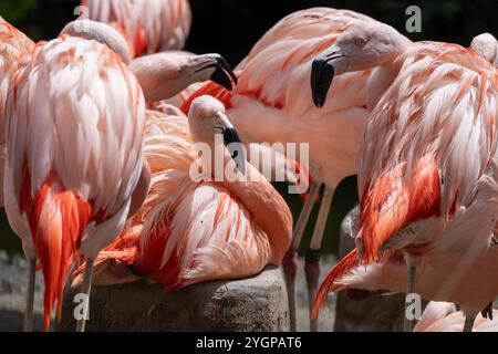 Chilenischer Flamingo Phoenicopterus chilensis, Gruppe von 3 Personen plaudert, einer sitzt auf einem Steinblock, eingerahmt von anderen Flamingos, die eine Diskussion führen Stockfoto