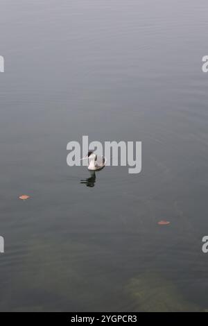 Zug. Stadt. Kanton. Zugersee. Zentralschweiz. Schweizer Mittelland. Altstadt. Burg Zug. Gemeinde Zug. Haubentaucher. Zuger Promenade. Wasservogel. Stockfoto