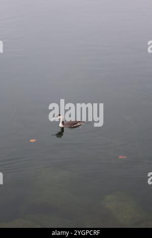 Zug. Stadt. Kanton. Zugersee. Zentralschweiz. Schweizer Mittelland. Altstadt. Burg Zug. Gemeinde Zug. Haubentaucher. Zuger Promenade. Wasservogel. Stockfoto