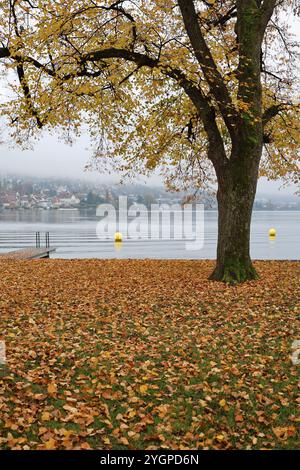 Zug. Stadt. Kanton. Zugersee. Zentralschweiz. Gelbe Boje. Altstadt. Boje... Gemeinde Zug. Männerbadi Zug. Zuger Promenade. Kaltbadeplatz. Stockfoto